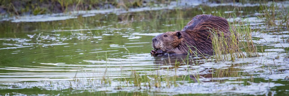 Texas Beaver